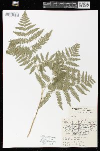 Pteridium aquilinum var. latiusculum image