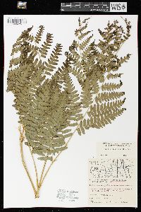 Pteridium aquilinum var. latiusculum image