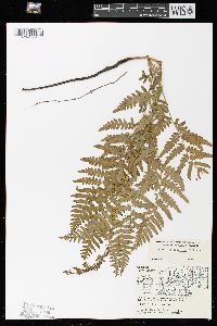 Pteridium aquilinum var. latiusculum image