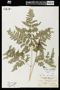 Pteridium aquilinum var. latiusculum image