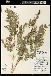 Pteridium aquilinum var. latiusculum image