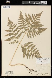 Pteridium aquilinum var. latiusculum image