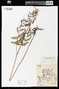 Pteridium aquilinum var. latiusculum image