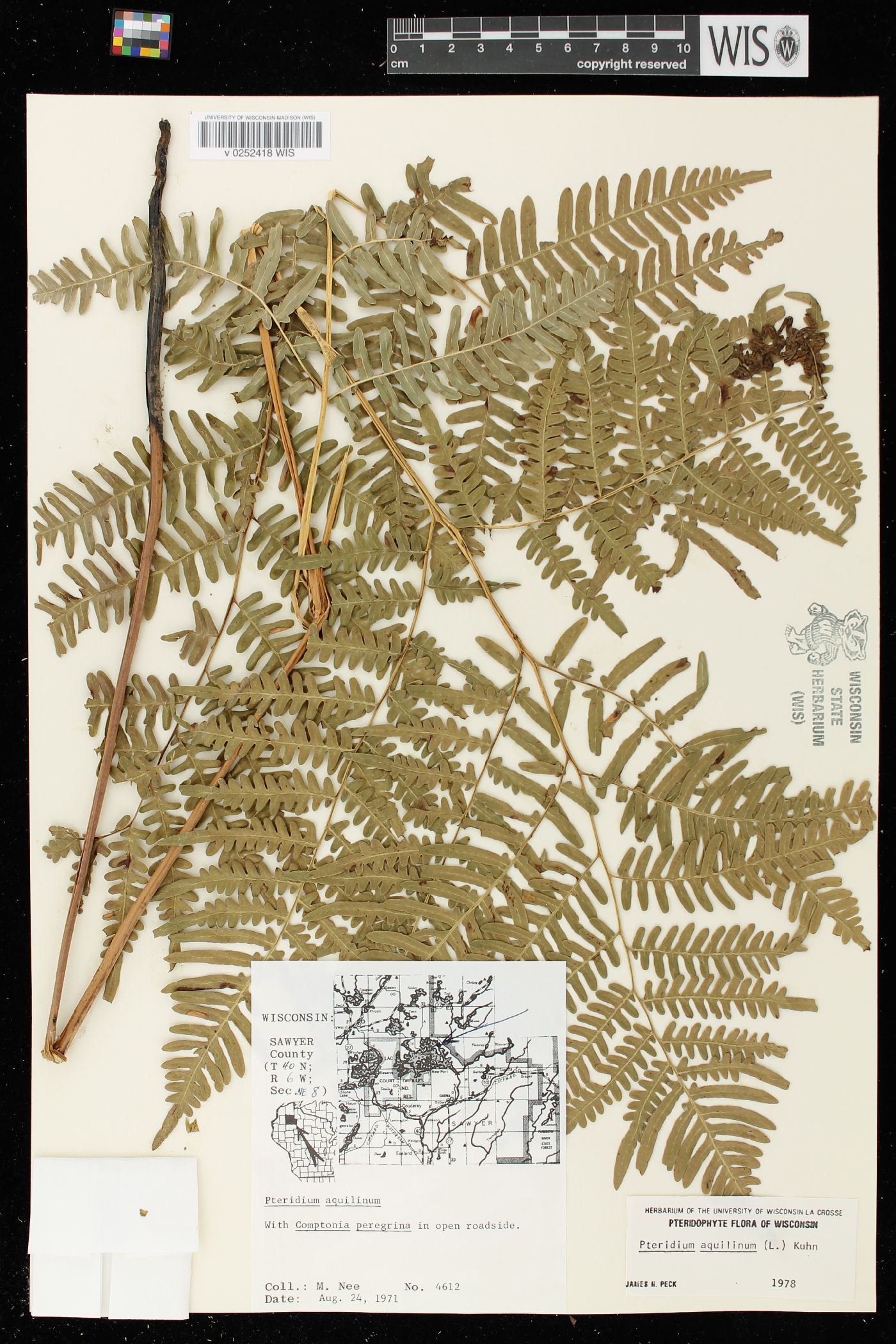 Pteridium aquilinum var. latiusculum image