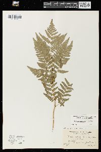 Pteridium aquilinum var. latiusculum image