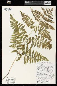 Pteridium aquilinum var. latiusculum image