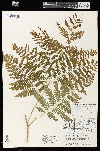 Pteridium aquilinum var. latiusculum image