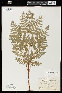 Pteridium aquilinum var. latiusculum image