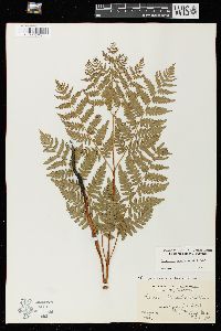 Pteridium aquilinum var. latiusculum image