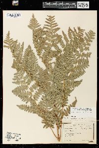 Pteridium aquilinum var. latiusculum image