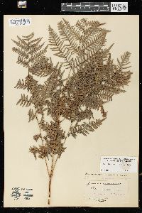 Pteridium aquilinum var. latiusculum image