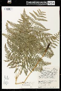 Pteridium aquilinum var. latiusculum image