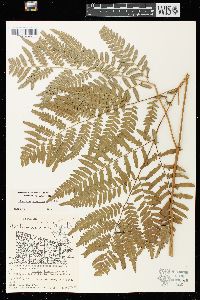 Pteridium aquilinum var. latiusculum image