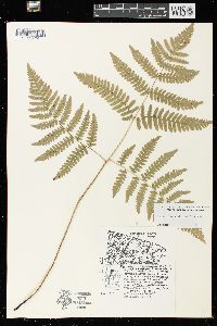 Pteridium aquilinum var. latiusculum image