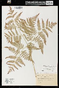 Pteridium aquilinum var. latiusculum image