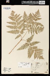 Pteridium aquilinum var. latiusculum image