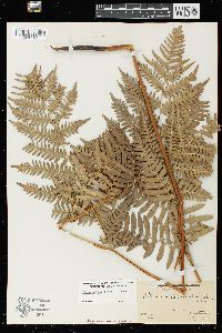 Pteridium aquilinum var. latiusculum image