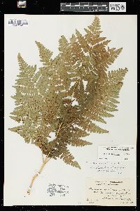 Pteridium aquilinum var. latiusculum image
