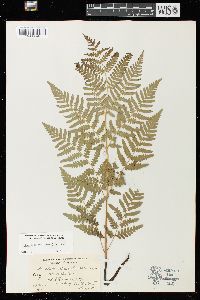 Pteridium aquilinum var. latiusculum image