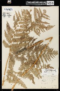 Pteridium aquilinum var. latiusculum image