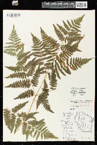 Pteridium aquilinum var. latiusculum image