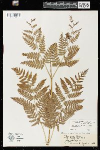 Pteridium aquilinum var. latiusculum image