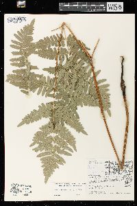 Pteridium aquilinum var. latiusculum image