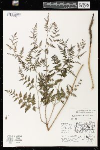 Pteridium aquilinum var. latiusculum image