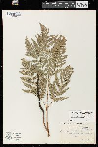 Pteridium aquilinum var. latiusculum image