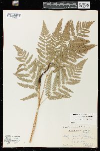 Pteridium aquilinum var. latiusculum image