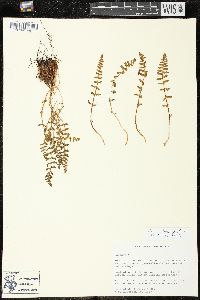 Woodsia ilvensis image