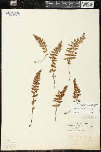 Woodsia ilvensis image