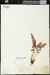 Woodsia ilvensis image