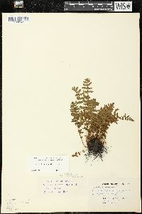 Woodsia ilvensis image