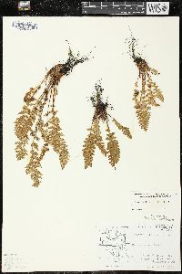 Woodsia ilvensis image