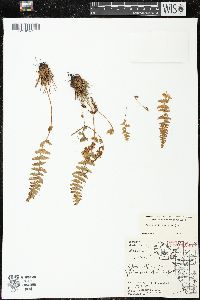 Woodsia ilvensis image