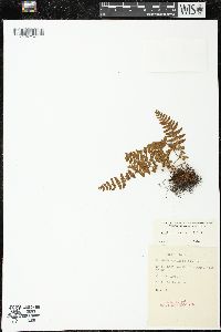 Woodsia ilvensis image