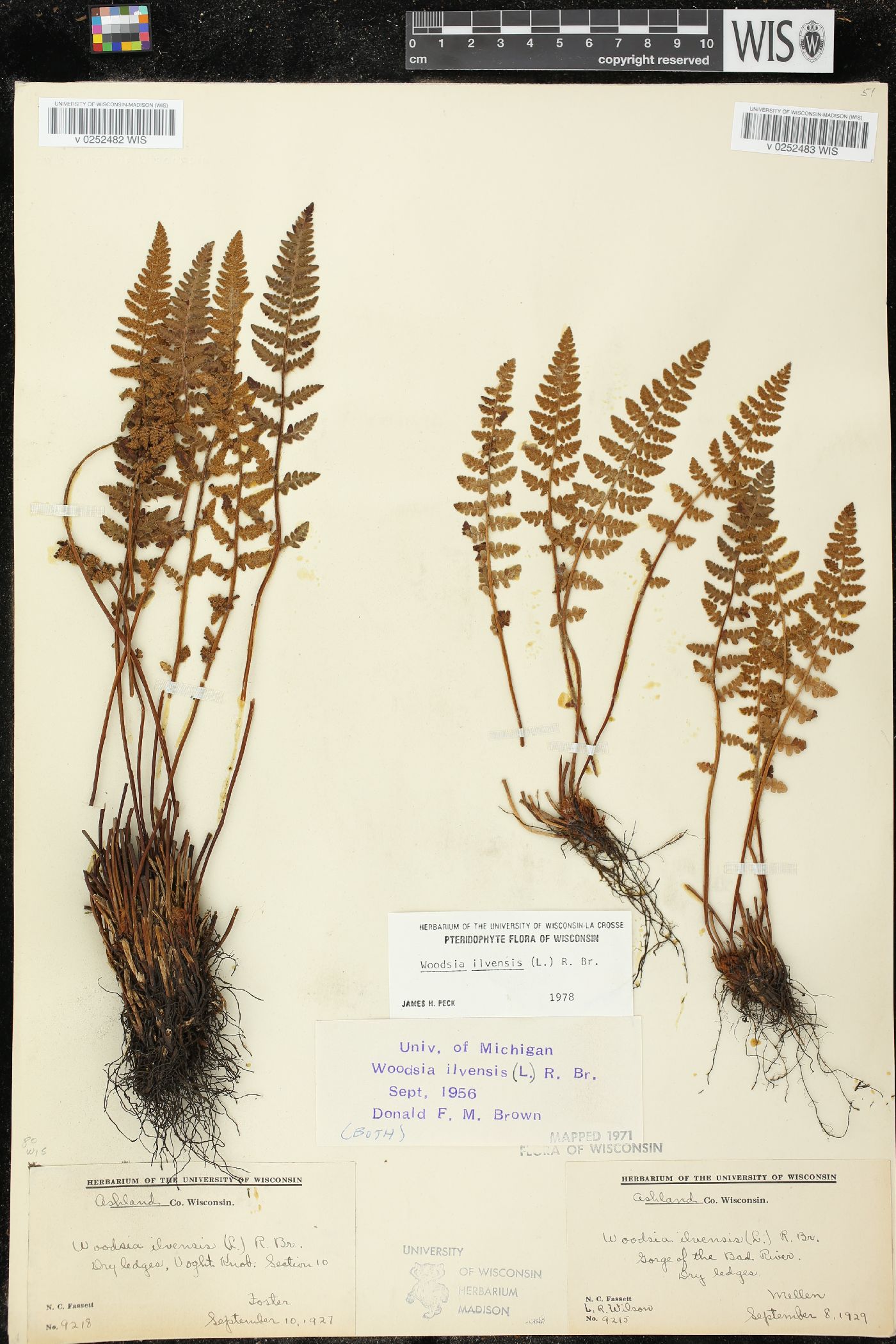 Woodsia ilvensis image