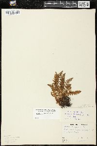 Woodsia ilvensis image