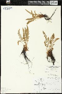 Woodsia ilvensis image