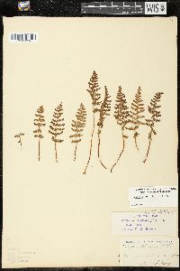 Woodsia ilvensis image