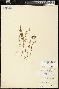 Woodsia ilvensis image