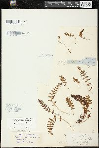 Woodsia ilvensis image