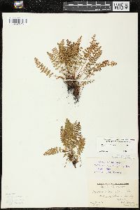 Woodsia ilvensis image