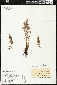 Woodsia ilvensis image