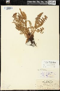 Woodsia ilvensis image