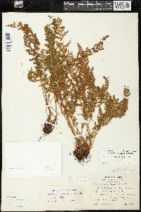 Woodsia ilvensis image