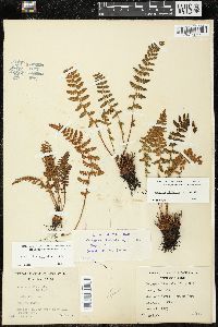 Woodsia ilvensis image