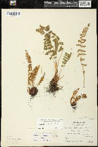 Woodsia ilvensis image