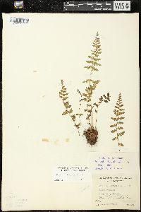 Woodsia ilvensis image